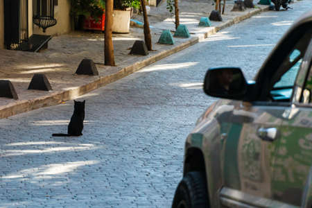 Stray cat sitting on the car road on a streetの写真素材