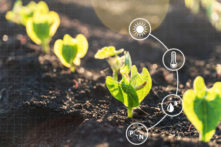Agriculture and artificial intelligence technology in smart farm for monitoring seed and plants. Smart farming ai and precision agricultureの写真素材