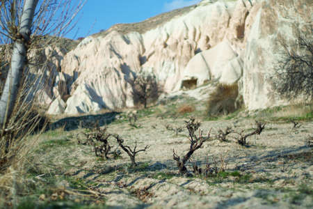 Vineyard without leaves in Cappadocia in winter time. Turkeyの写真素材