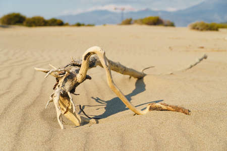 Snag of dead tree lie on sand dunes in desert. Dry climate, global warming and end of life.の写真素材