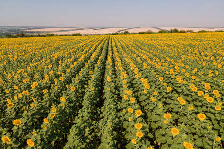 Young sunflower in the field. Aerial over even young rows of sunflowers. Agricultural field Cultivatedの写真素材