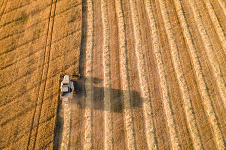 Combine harvester works on a wheat field. Harvest seasonの写真素材