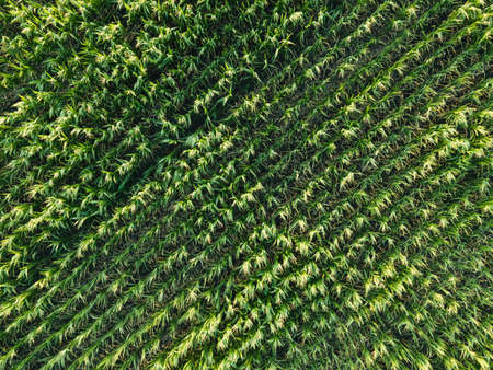 Farm field with corn. Green cornfield top viewの写真素材