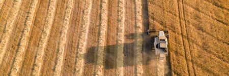 Combine harvester works on a wheat field. Harvest season. Agricultural machine harvests ripe wheat...