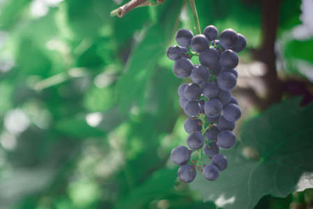 Grapes on branch on vineyard. Bunch of ripe grapes growing