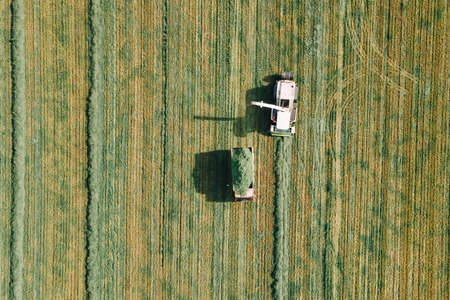Forage harvester cuts the grass for the cattle. Aerial shot of modern harvester loading off forage into truckの写真素材