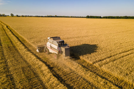 Combine harvester works on a wheat field. Harvesting of wheatの写真素材