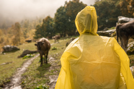 Hiker go through mountain pasture with cattle or cows in rain weatherの写真素材