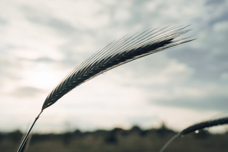 Wheat in the field on blurred background close-upの写真素材