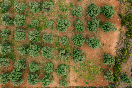 Aerial top down view of olive trees farmland in countrysideの写真素材
