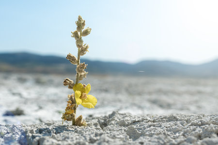 Growing plant with yellow flower through parched earth, drought natural hazardの写真素材