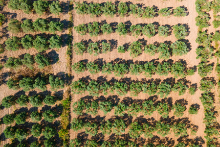 Aerial top down shot Olive trees cultivation on a plantationの写真素材
