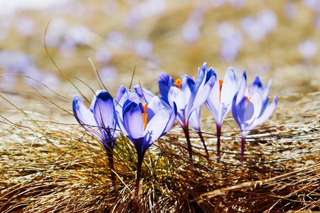 Springtime is the moment for this beautiful flower
