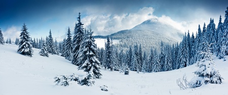 Beautiful winter landscape with snow covered treesの写真素材