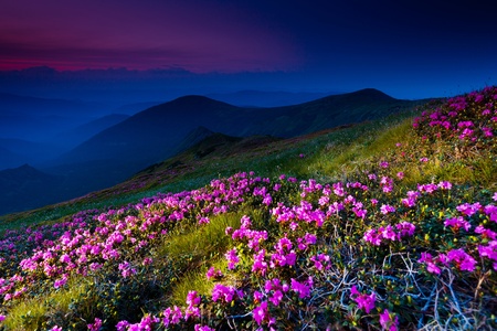 Magic pink rhododendron flowers on summer mountain
