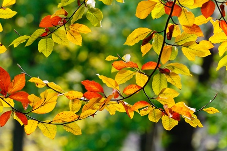 Bright colored leaves on the branches in the autumn forest の写真素材
