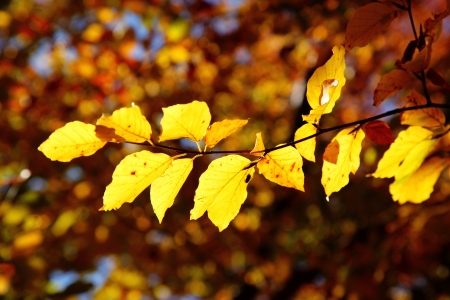 Bright colorful leaves on the branches in the autumn forest 