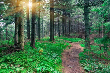 Summer fir forest in the early morningの写真素材