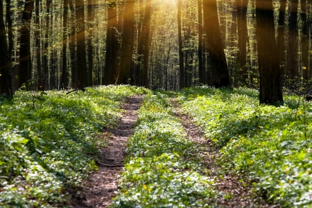 Springtime is the moment for this beautiful flower. Snowdrop anemoneの写真素材