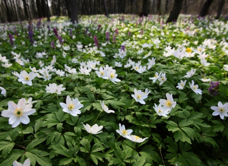 Springtime is the moment for this beautiful flower. Snowdrop anemoneの写真素材