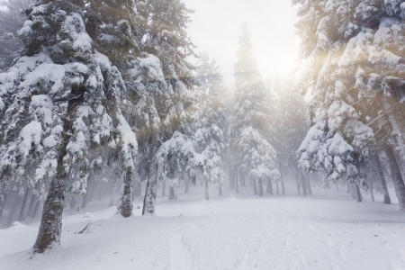 Beautiful winter landscape with snow covered treesの写真素材