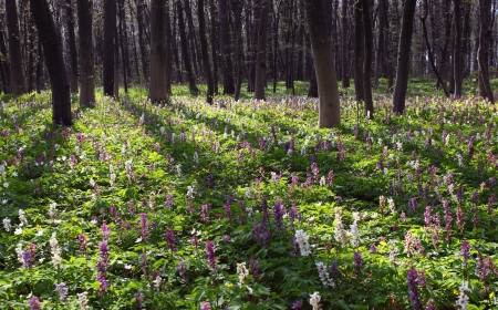 Springtime is the moment for this beautiful flower. Snowdrop anemoneの写真素材