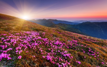 Magic pink rhododendron flowers on summer mountain.Carpathian, Ukraine.