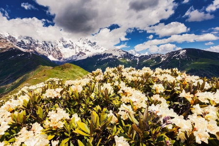 Alpine meadows at the foot of  Mt. Shkhara, Chkhutnieri pass. Upper Svaneti, Georgia, Europe. Caucasus mountains. Beauty world.の写真素材