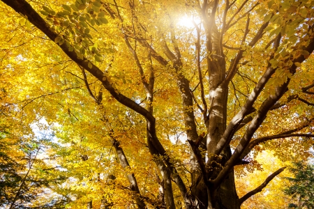 Beautiful colorful autumn leaves in the forest. Carpathian, Ukraine, Europe. Beauty world.