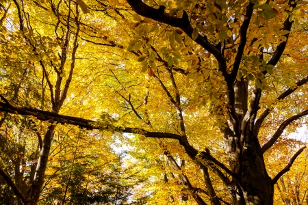 Beautiful colorful autumn leaves in the forest. Carpathian, Ukraine, Europe. Beauty world.の写真素材