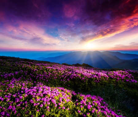 Magic pink rhododendron flowers under the dark blue sky. Majestic Carpathian, Ukraine, Europe. Beauty world.の写真素材
