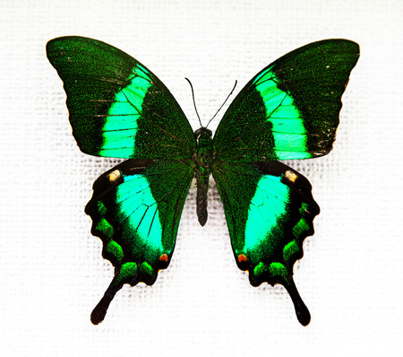 Exotic butterfly isolated on white backgroundの写真素材