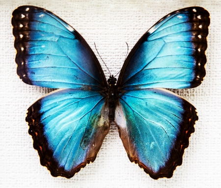 Exotic butterfly isolated on white background