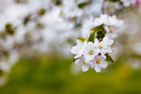 Blooming apple trees at spring. Ukraine, Europe. Beauty world.の写真素材