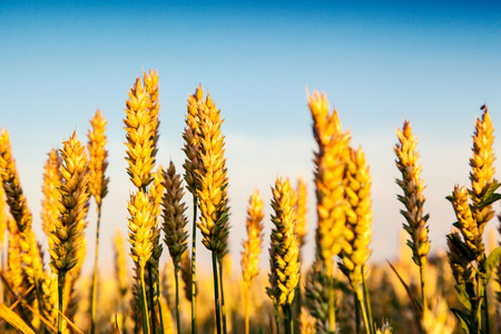 Gold wheat field and blue sky. Ukraine, Europe. Beauty world.の写真素材