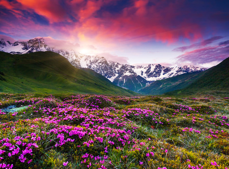 Fantastic colorful sunset and bloom rhododendron at the foot of Mt. Shkhara. Dramatic overcast sky. Upper Svaneti, Georgia, Europe. Caucasus mountains. Beauty world.の写真素材