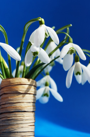 Beautiful bouquet snowdrops in a vaseの写真素材