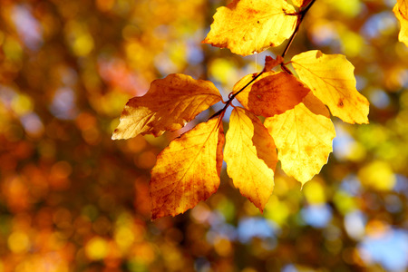 Bright colorful leaves on the branches in the autumn forest.