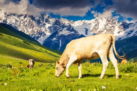 Cows grazing on a alpine meadow at the foot of  Mt. Shkhara. Upper Svaneti, Georgia, Europe. Caucasus mountains. Beauty world.の写真素材
