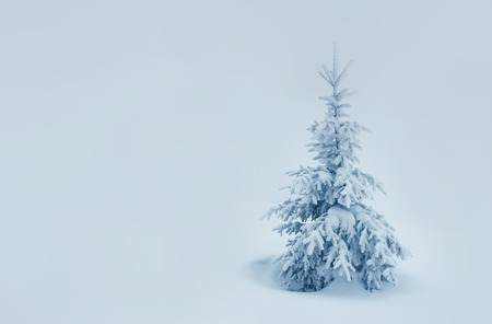 Majestic winter landscape. Dramatic wintry scenery. Beauty world. Happy New Year!の写真素材
