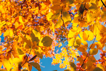 Majestic colorful forest with sunny beams. Natural park. Dramatic morning scene. Red autumn leaves....