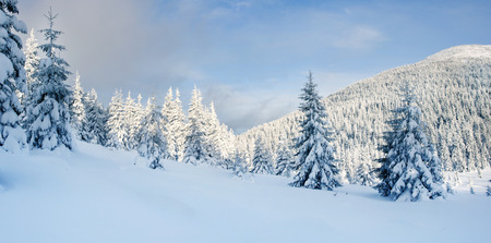 Beautiful winter landscape with snow covered treesの写真素材