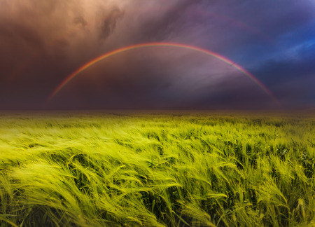 Fantastic green field at the dramatic overcast skyの写真素材