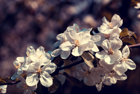 Blooming apple trees at spring.の写真素材