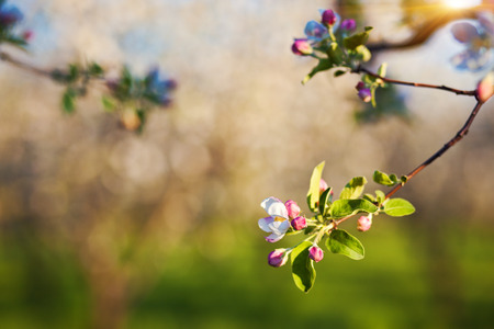Blooming apple trees at spring. Ukraine, Europe. Beauty world.の写真素材