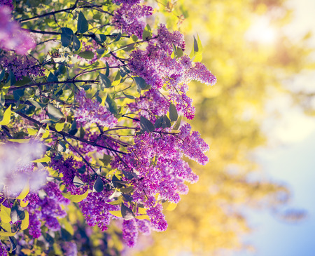Close-up beautiful lilac flowers with the leavesの写真素材