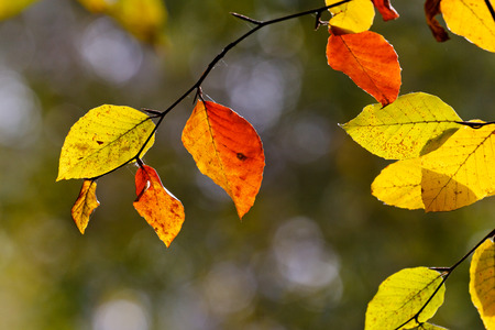 Bright colored leaves on the branches in the autumn forest.