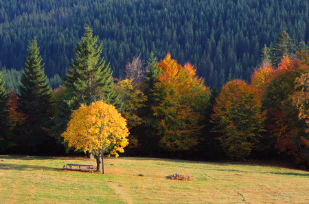 the mountain autumn landscape with colorful forest