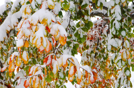 colorful leaves of the tree covered with snow