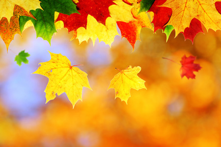 Beautiful autumn maple leaves. Autumn concept.